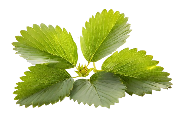 Clinical Precision. Personal Comfort.